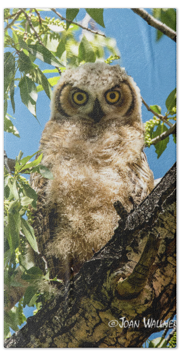 Great Horned Owl Hand Towel featuring the photograph Whooo Are You? by Joan Wallner