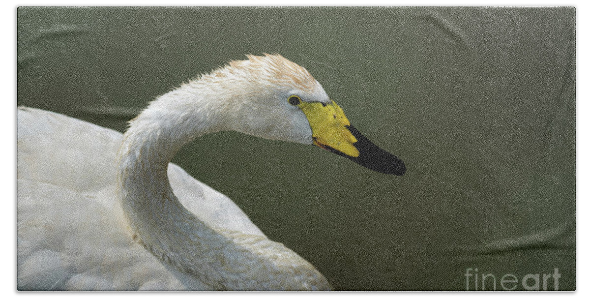 Whooper Swan Bath Towel featuring the photograph Whooper Swan by Sam Rino