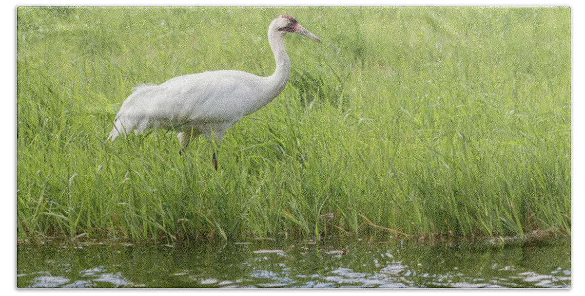Whooping Crane (grus Americana) Bath Towel featuring the photograph Whooping Crane 2017-6 by Thomas Young