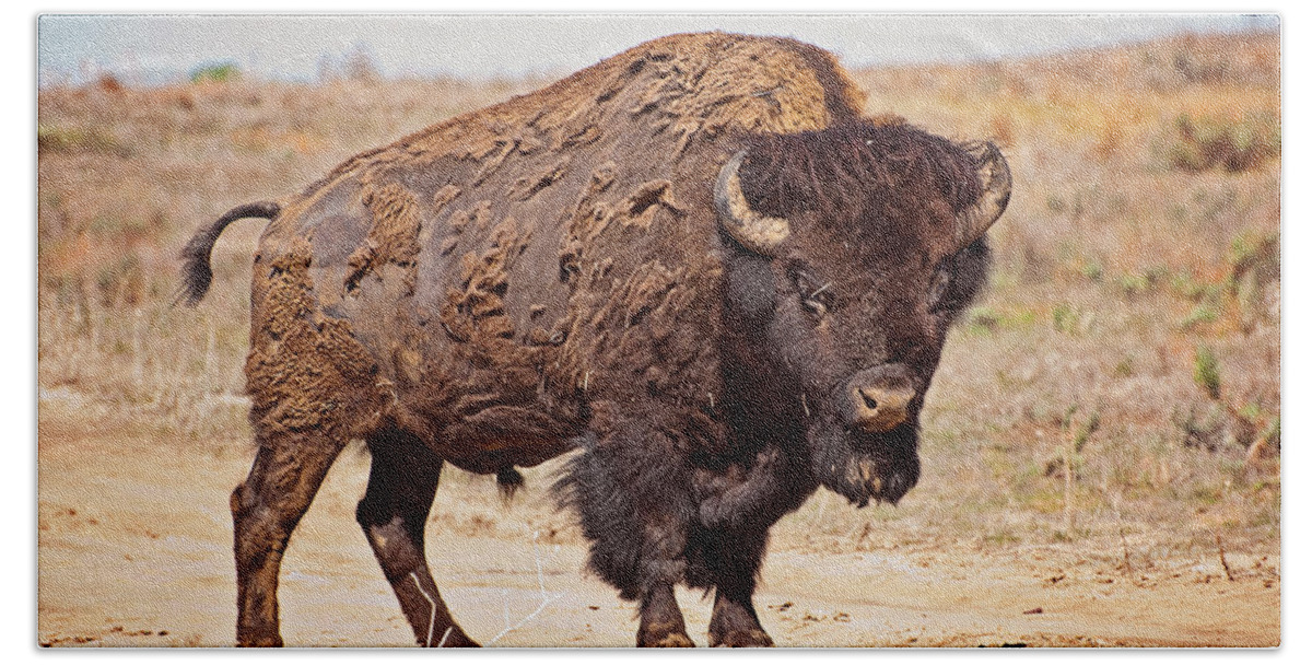 Wild Bath Towel featuring the photograph Wild Bison by Donna Doherty