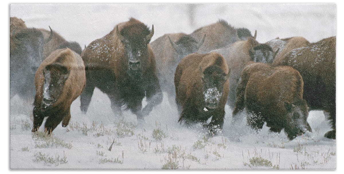 Mark Miller Photos Bath Towel featuring the photograph Wild Bison Stampede by Mark Miller