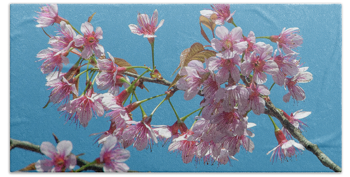 Nature Hand Towel featuring the photograph Wild Himalayan Cherry DTHN0220 by Gerry Gantt