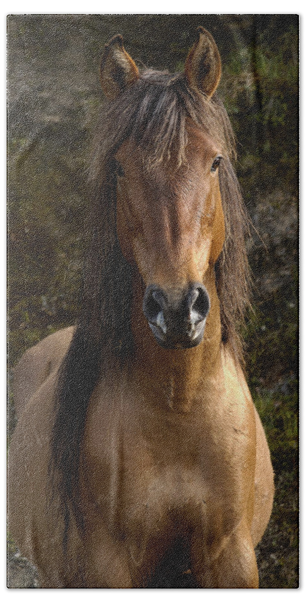 Mp Hand Towel featuring the photograph Wild Horse Equus Caballus In Open by Pete Oxford