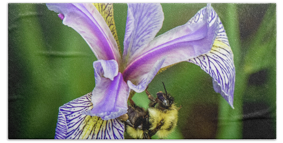 Wild Iris Bath Towel featuring the photograph Wild Iris With Bee by Paul Freidlund