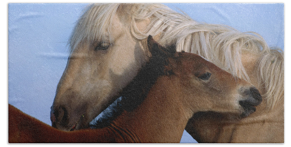 00340033 Bath Towel featuring the photograph Wild Mustang Filly and Foal by Yva Momatiuk and John Eastcott