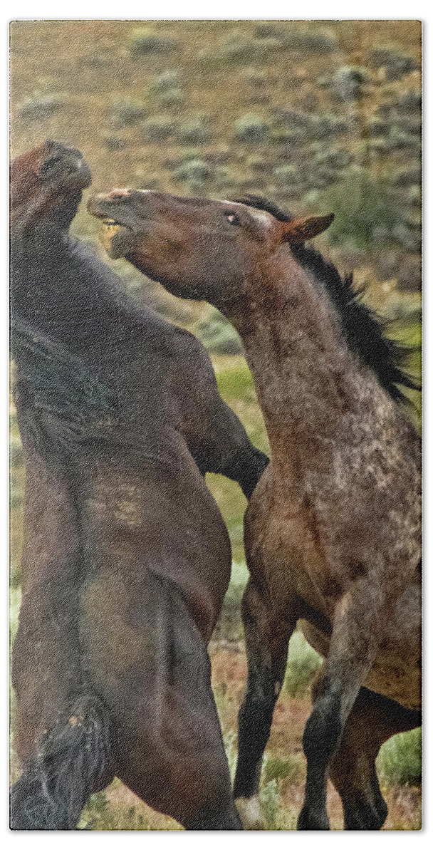 Horse Bath Towel featuring the photograph Wild Mustang Stallions Fighting by Waterdancer