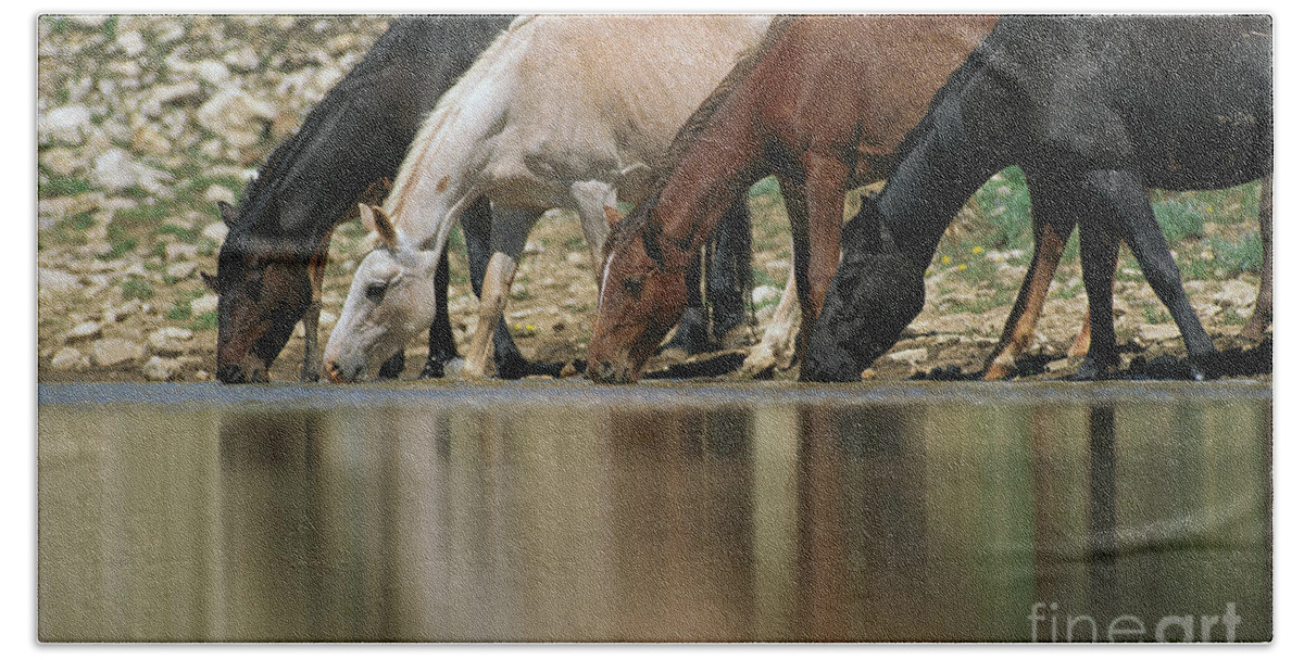 00340044 Bath Towel featuring the photograph Wild Mustangs Drinking by Yva Momatiuk and John Eastcott