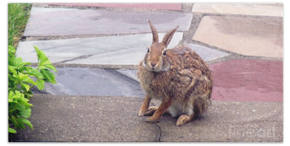 Rabbit Bath Towel featuring the photograph Backyard Wild Rabbit Coming back home by Anthony Morretta
