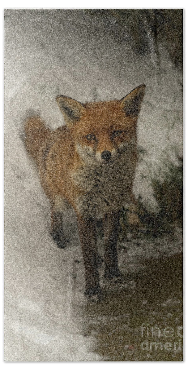 Adorable Bath Sheet featuring the photograph Wild Red Fox In The Winter by MSVRVisual Rawshutterbug