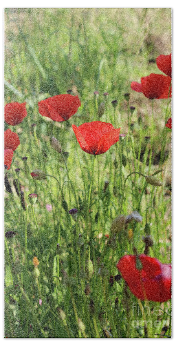 Papaver Rhoeas Bath Towel featuring the photograph Wild Red Poppies in the Tuscan region of Italy by Adam Long