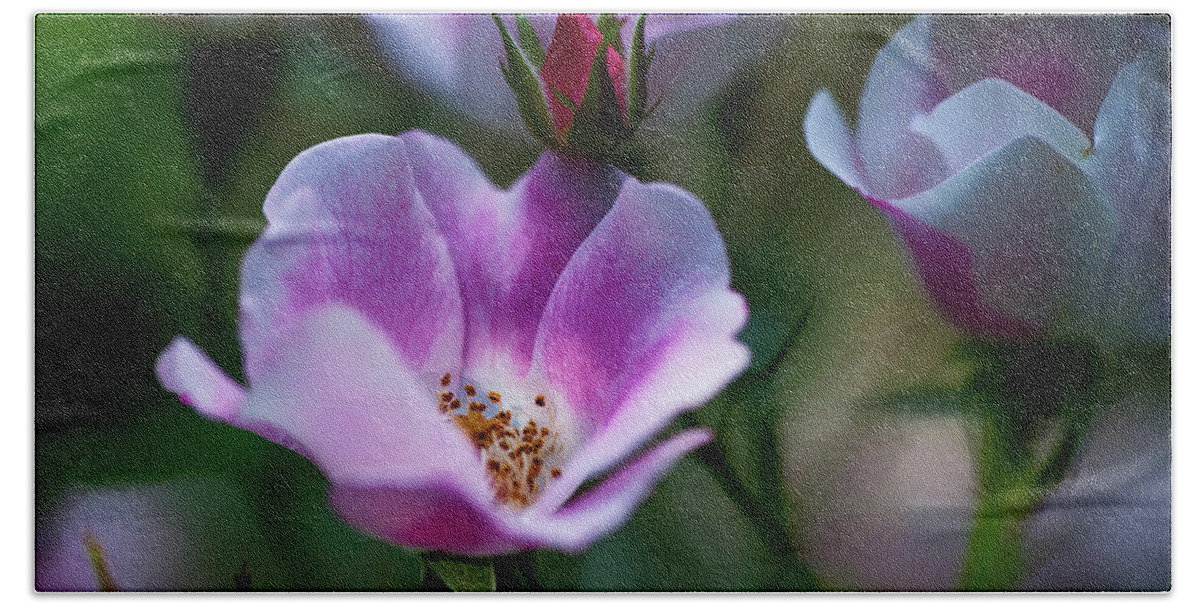  Hand Towel featuring the photograph Wild Rose 7 by Dan Hefle