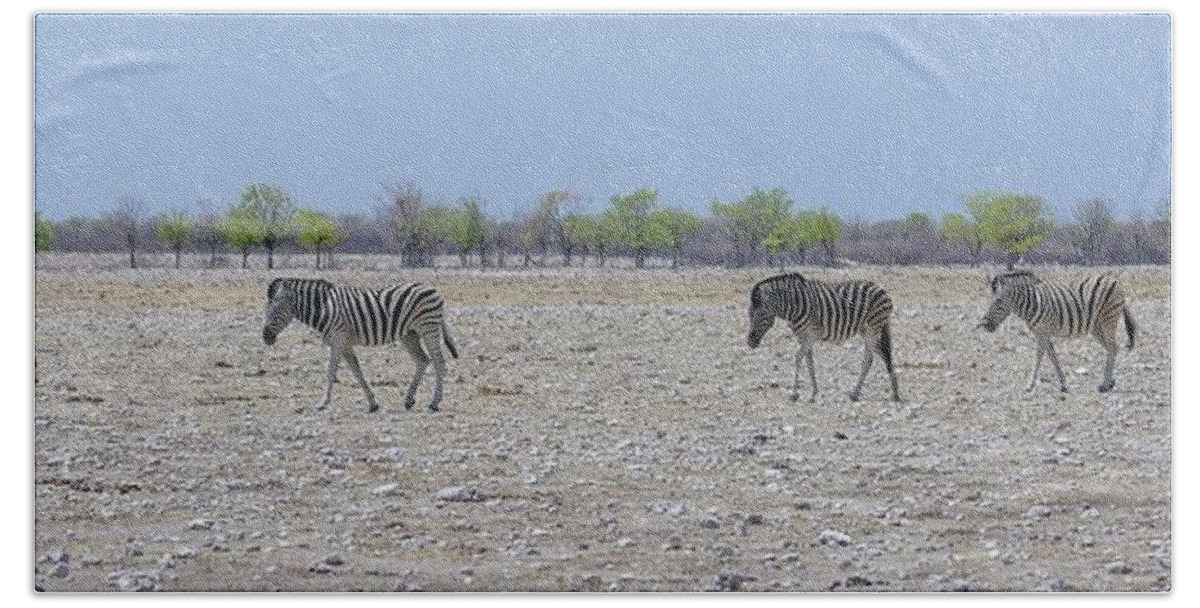 Zebra Hand Towel featuring the photograph Wild Zebra Panoramic by Ernest Echols
