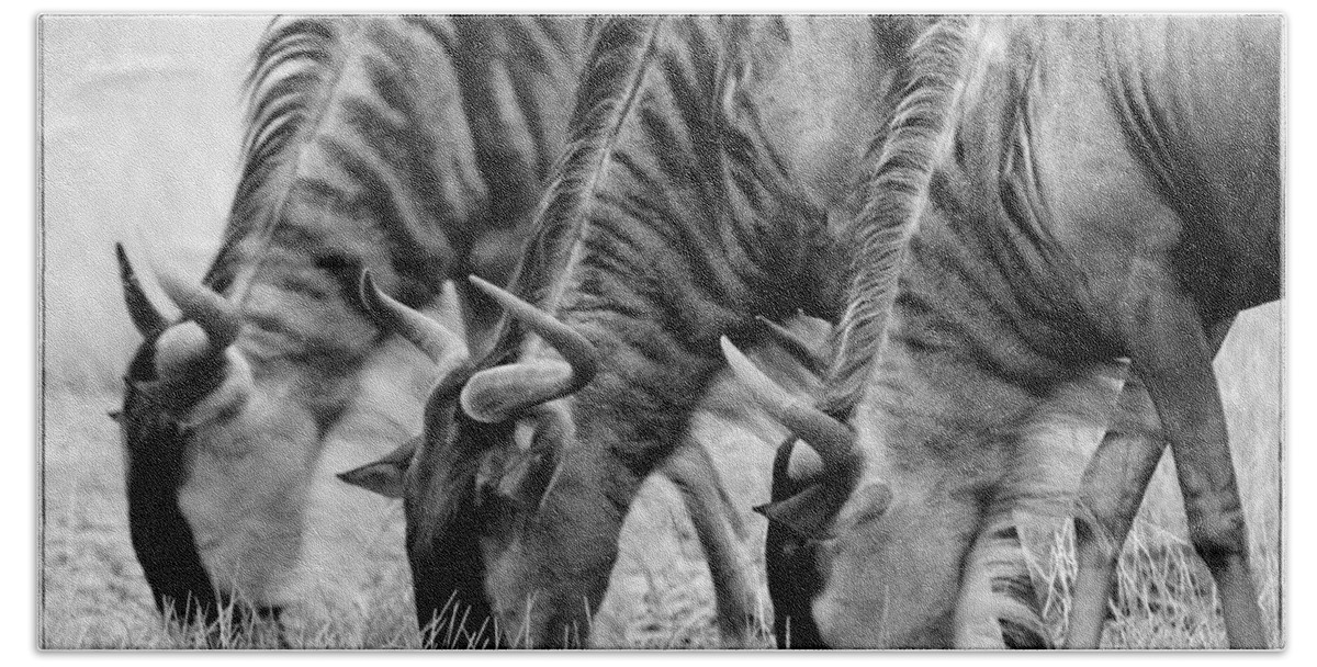 Africa Bath Towel featuring the photograph Wildebeest Trio by Jack Daulton