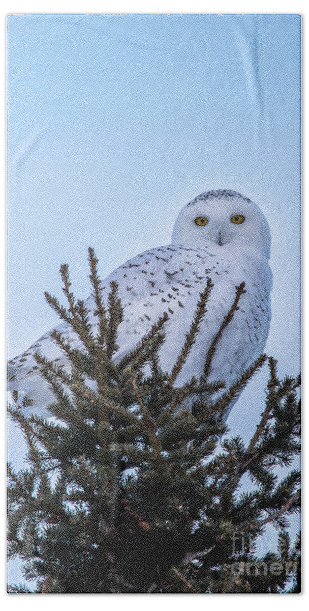 Wildlife Hand Towel featuring the photograph Wildlife Snowy Owl -3408 by Norris Seward