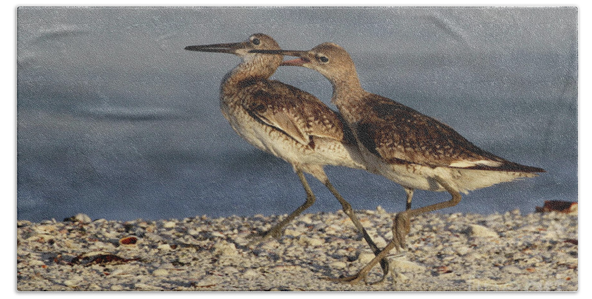 Willet Bath Towel featuring the photograph Willet Fight by Meg Rousher