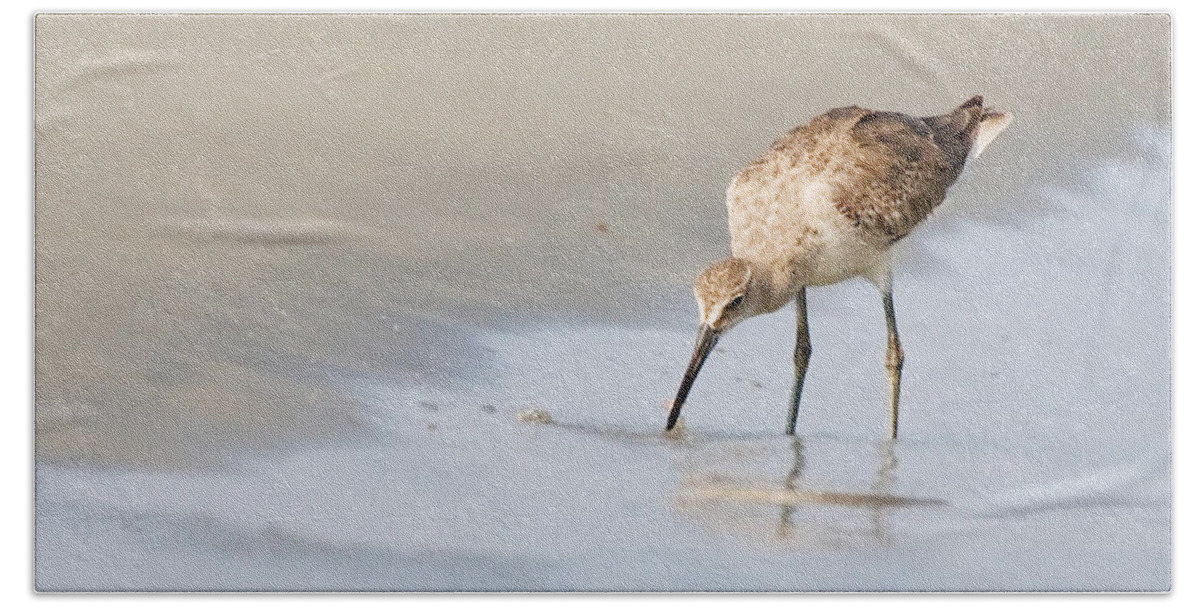 Willet Bath Towel featuring the photograph Willet on Beach by Bob Decker