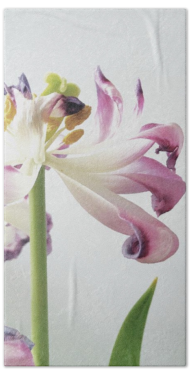 Flower Hand Towel featuring the photograph Wilting Tulip by Alexis King-Glandon
