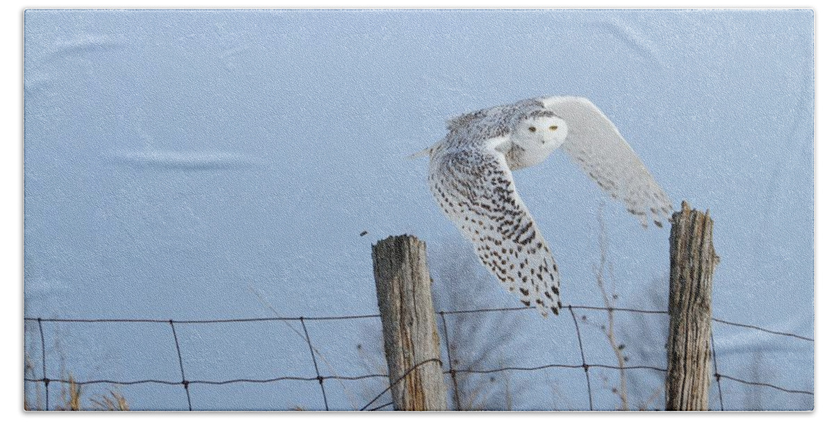 Snowy Owls Bath Towel featuring the photograph Windswept glory by Heather King