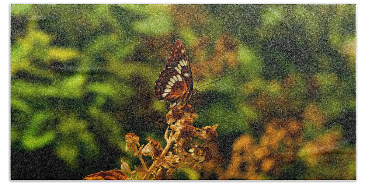 Butterfly Hand Towel featuring the photograph Wingo Butterfly by David Armentrout