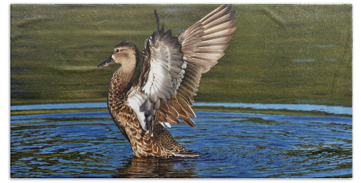Blue Wing Teal Bath Towel featuring the photograph Wings Up by Julie Adair