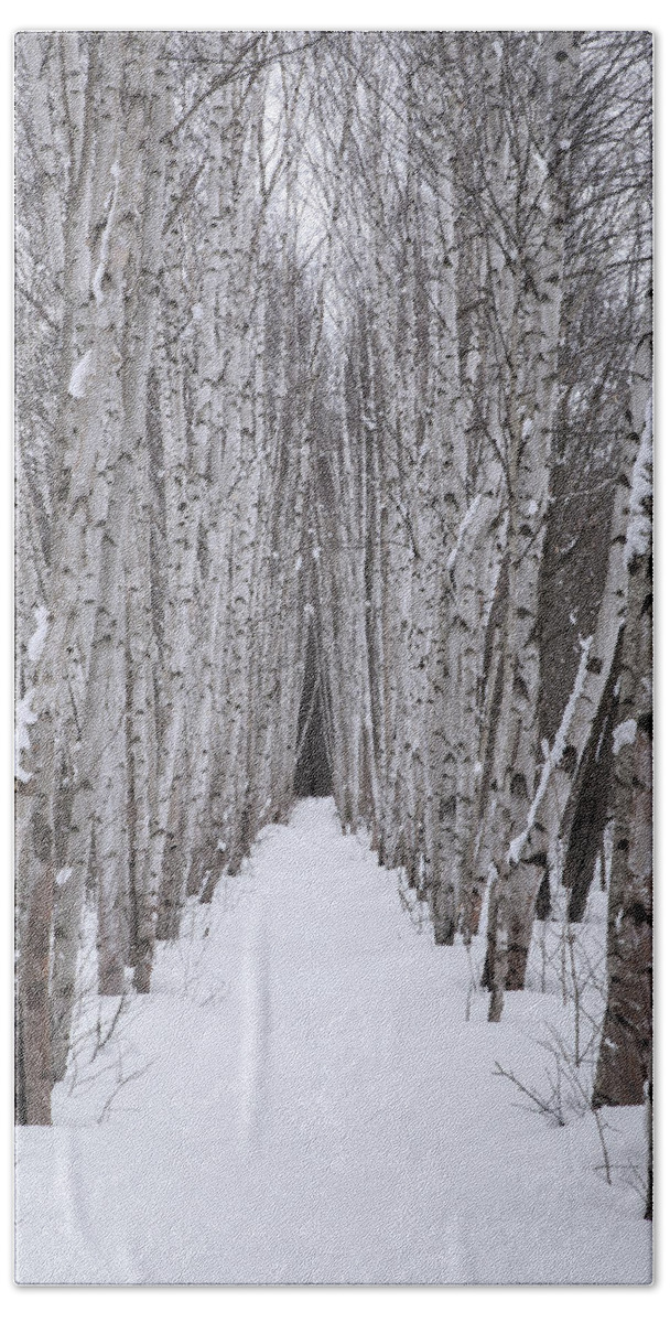 Winter Bath Towel featuring the photograph Winter Birch Path by White Mountain Images