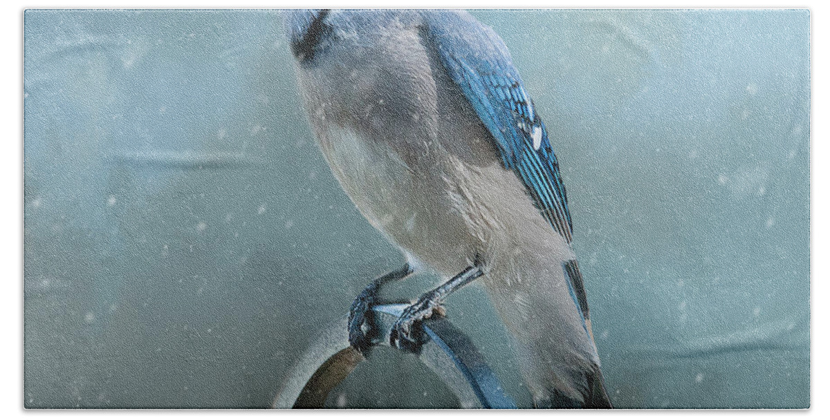 Blue Jay Hand Towel featuring the photograph Winter Blue Jay Square by Cathy Kovarik