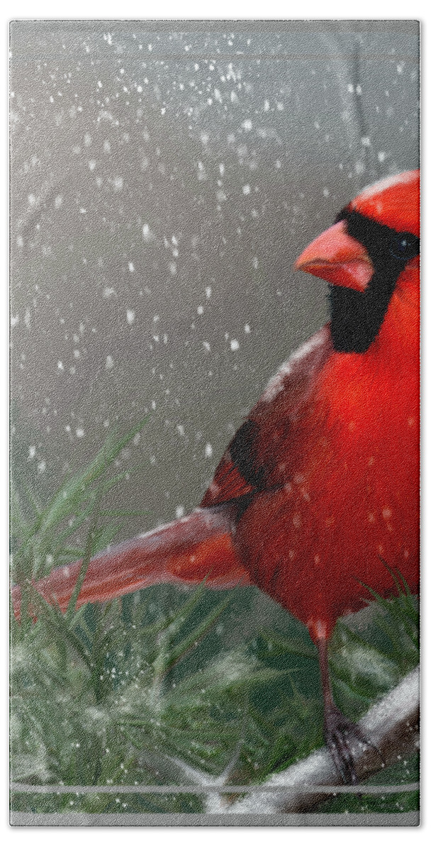 Bird Bath Towel featuring the painting Winter Cardinal by Becky Herrera