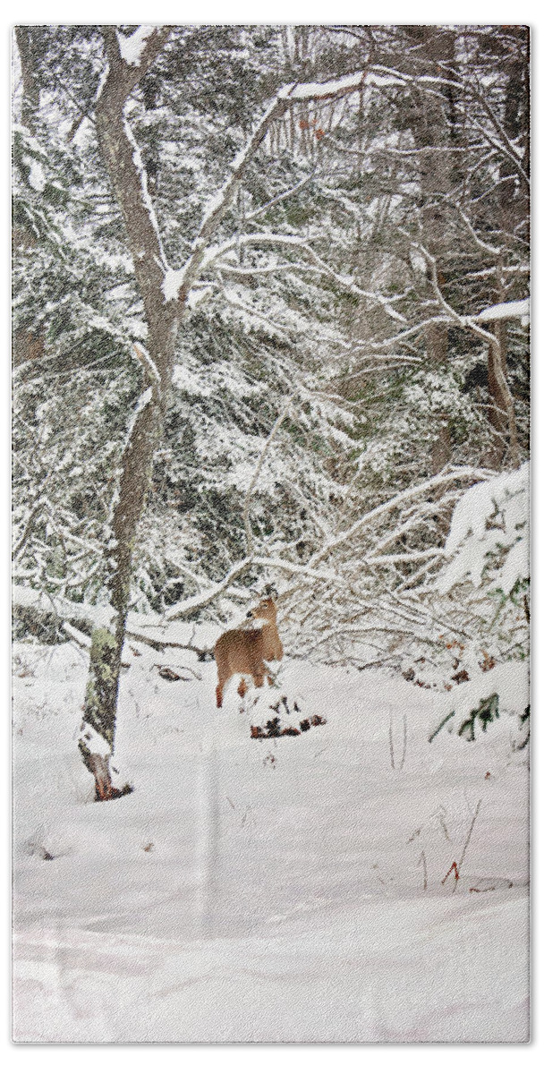 Winter Deer In The Forest Print Bath Towel featuring the photograph Winter Deer in the Forest by Gwen Gibson