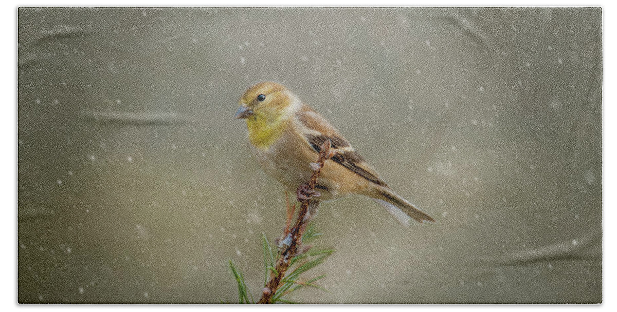 Winter Bath Towel featuring the photograph Winter Goldfinch by Cathy Kovarik