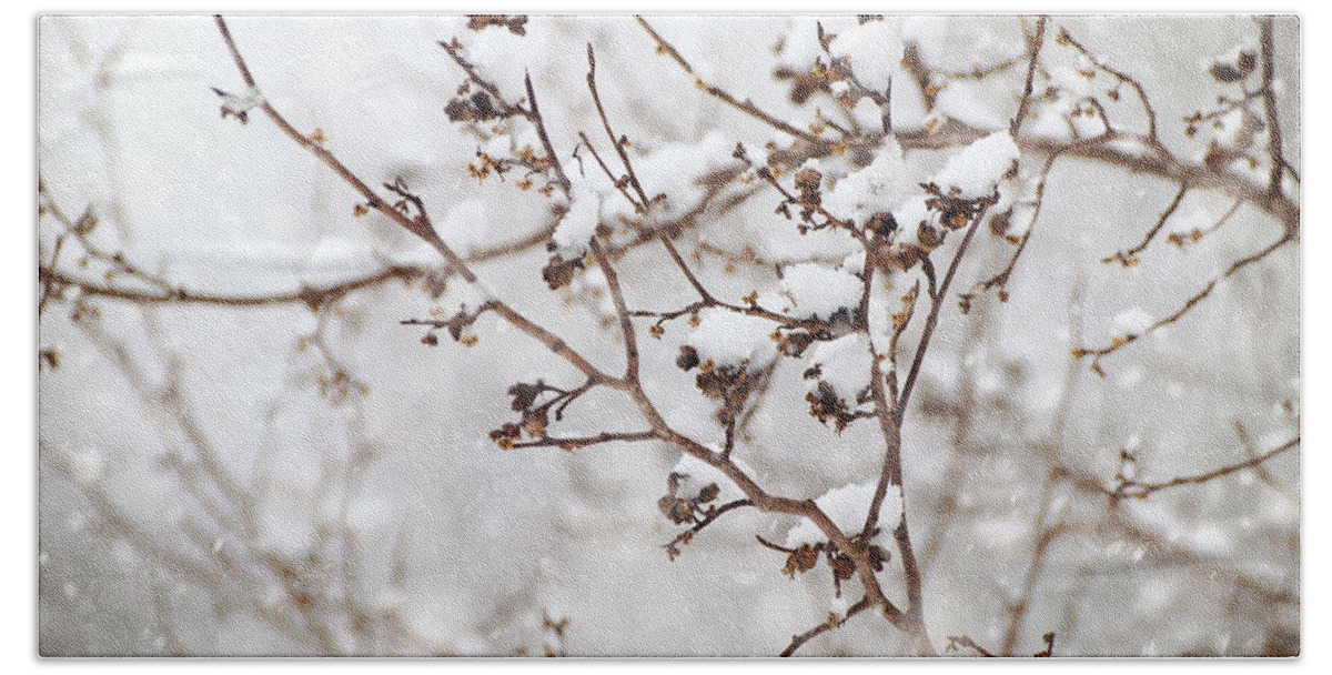 Winter Bath Towel featuring the photograph Winter Hazelnut Branch by Angie Rea