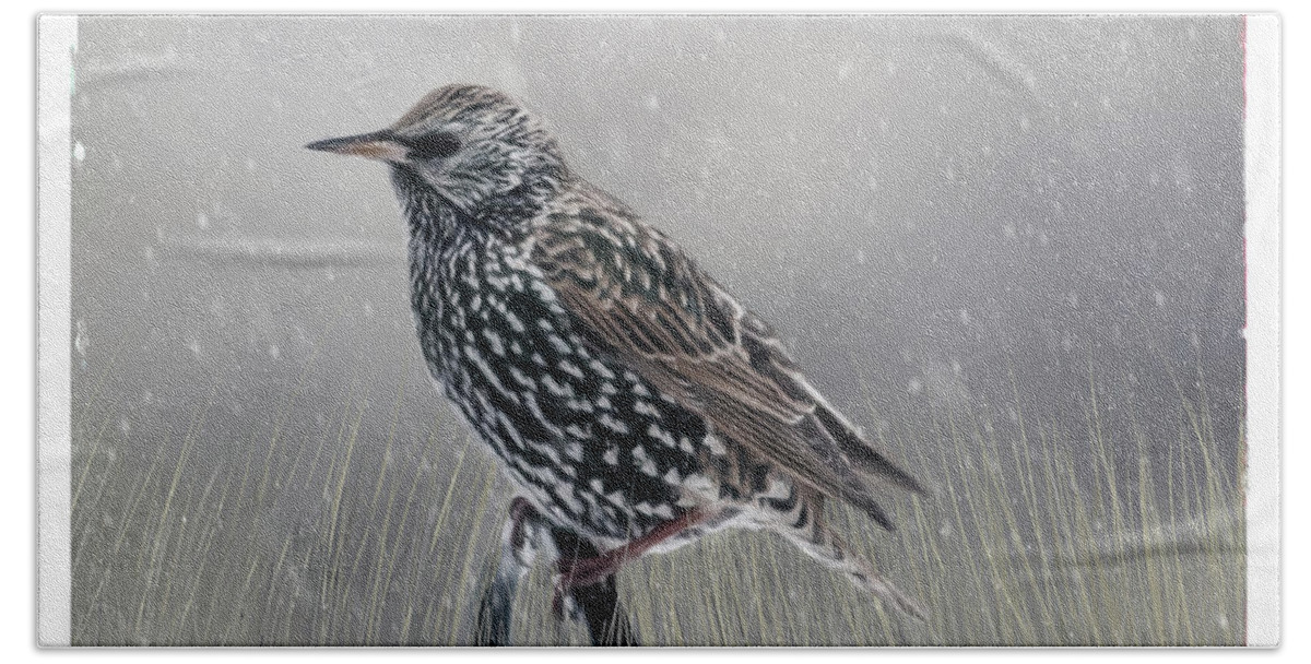 Bird Bath Towel featuring the photograph Winter Starling by Cathy Kovarik