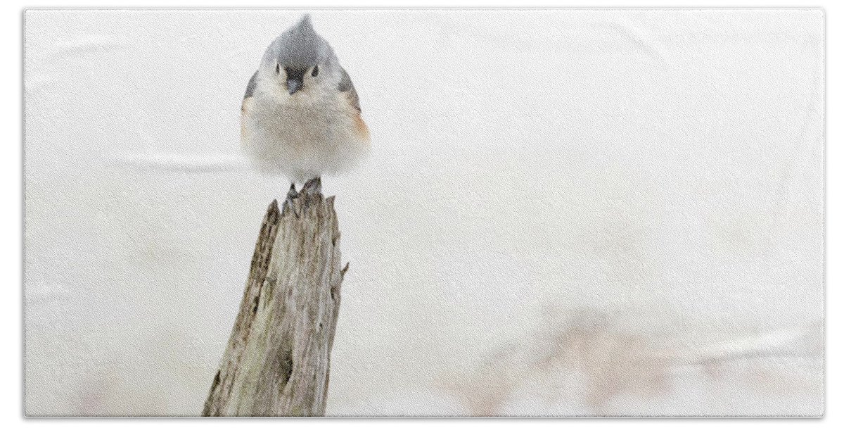 Bird Bath Towel featuring the photograph Winter Visit by Holly Ross