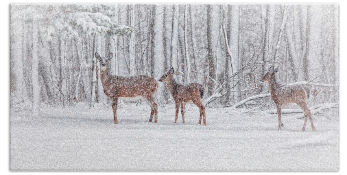 Deer Bath Towel featuring the photograph Winter Visits by Karol Livote