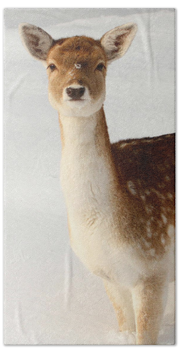 Deer Bath Towel featuring the photograph Winter's Beauty by Heather King