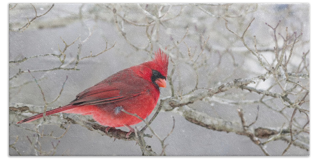 K-3 Bath Towel featuring the photograph Wintry Northern Cardinal by Lori Coleman