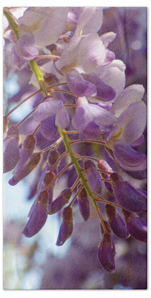 Blooms Bath Towel featuring the photograph Wisteria Blooms by Steve Taylor