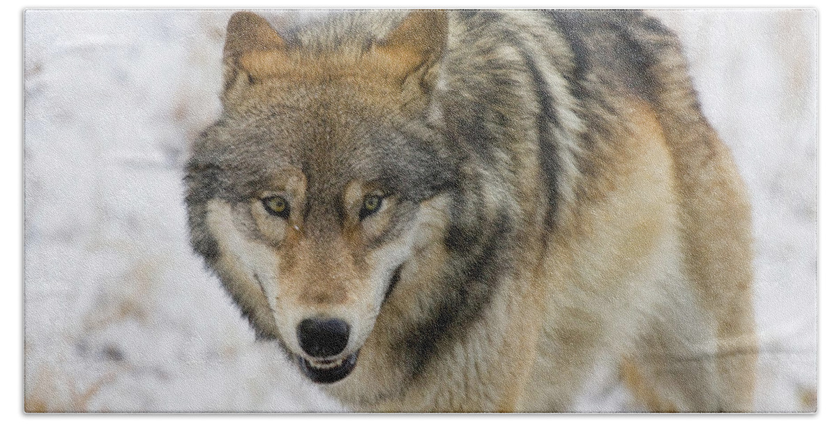 Wild Hand Towel featuring the photograph Wolf in the Wild by Mark Miller