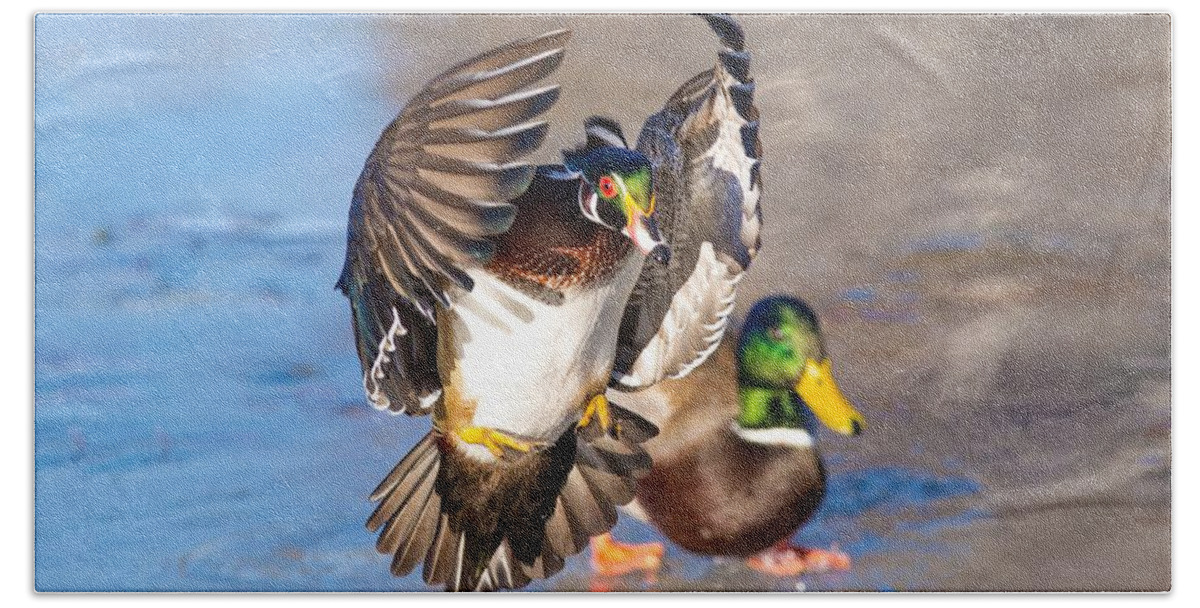 Wood Duck In Action Hand Towel featuring the photograph Wood duck in action by Lynn Hopwood