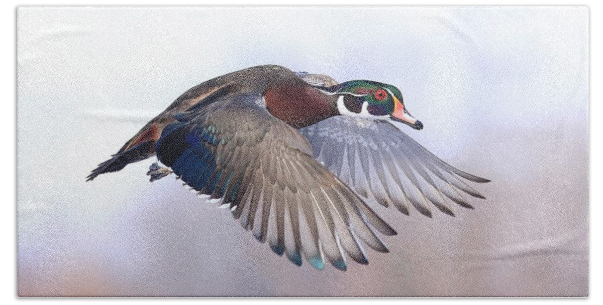 Wood Duck Drake In Flight Bath Towel featuring the photograph Wood duck drake in flight by Lynn Hopwood