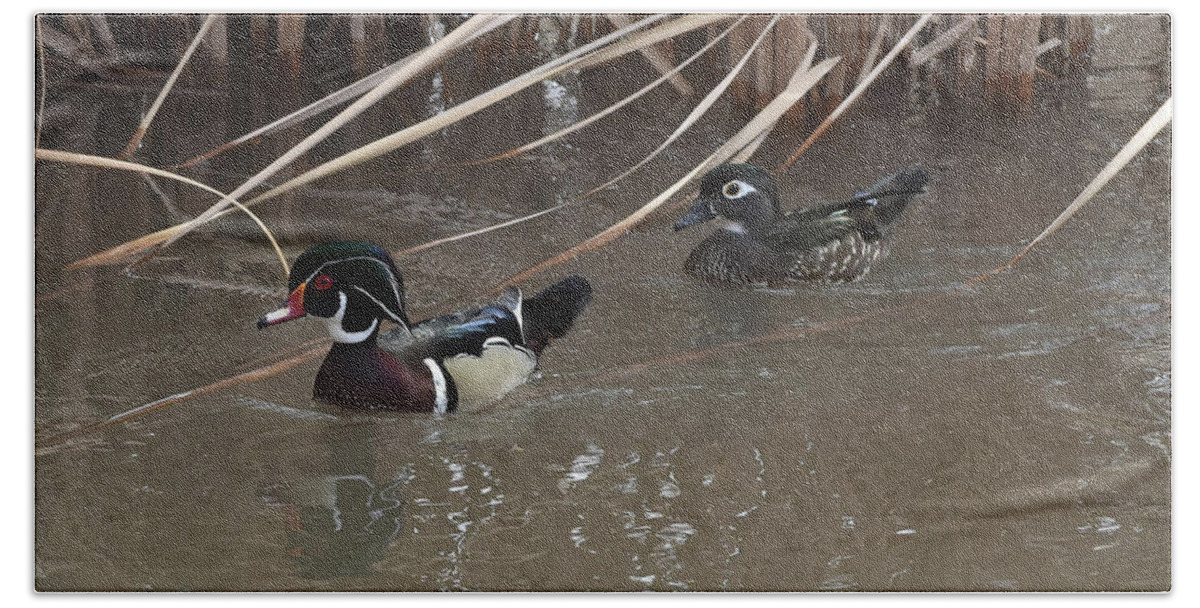 Wood Duck Bath Towel featuring the photograph Wood Duck Pair by Ben Foster