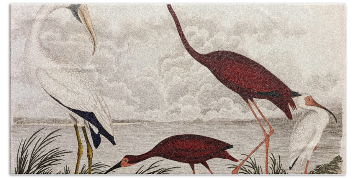 Wood Ibis Hand Towel featuring the painting Wood Ibis, Scarlet Flamingo, White Ibis by Alexander Wilson