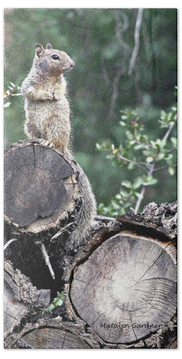Squirrel Bath Towel featuring the photograph Woodpile Squirrel by Matalyn Gardner