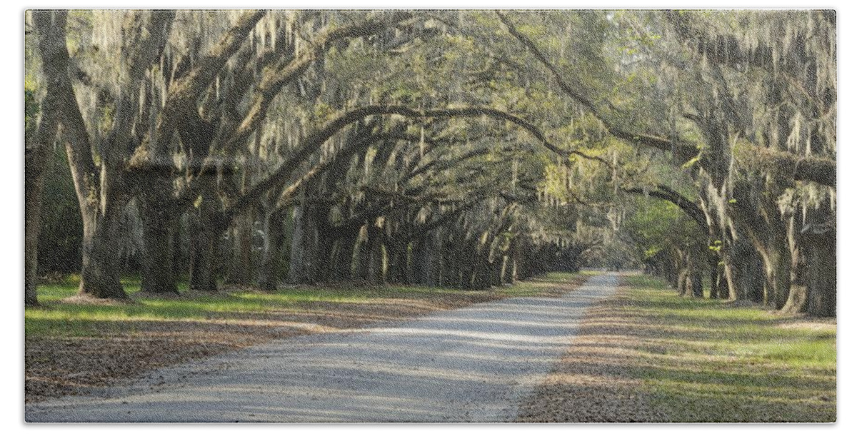 Live Oak Hand Towel featuring the photograph Wormsloe entrance road by Bradford Martin