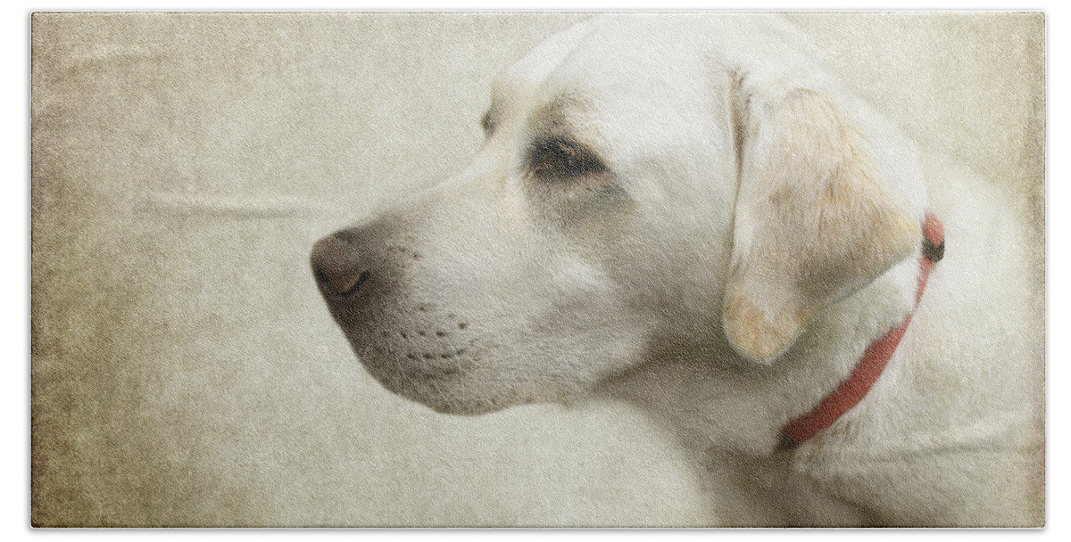 Labrador Retriever Art Bath Towel featuring the photograph Wrigley by Diane Chandler