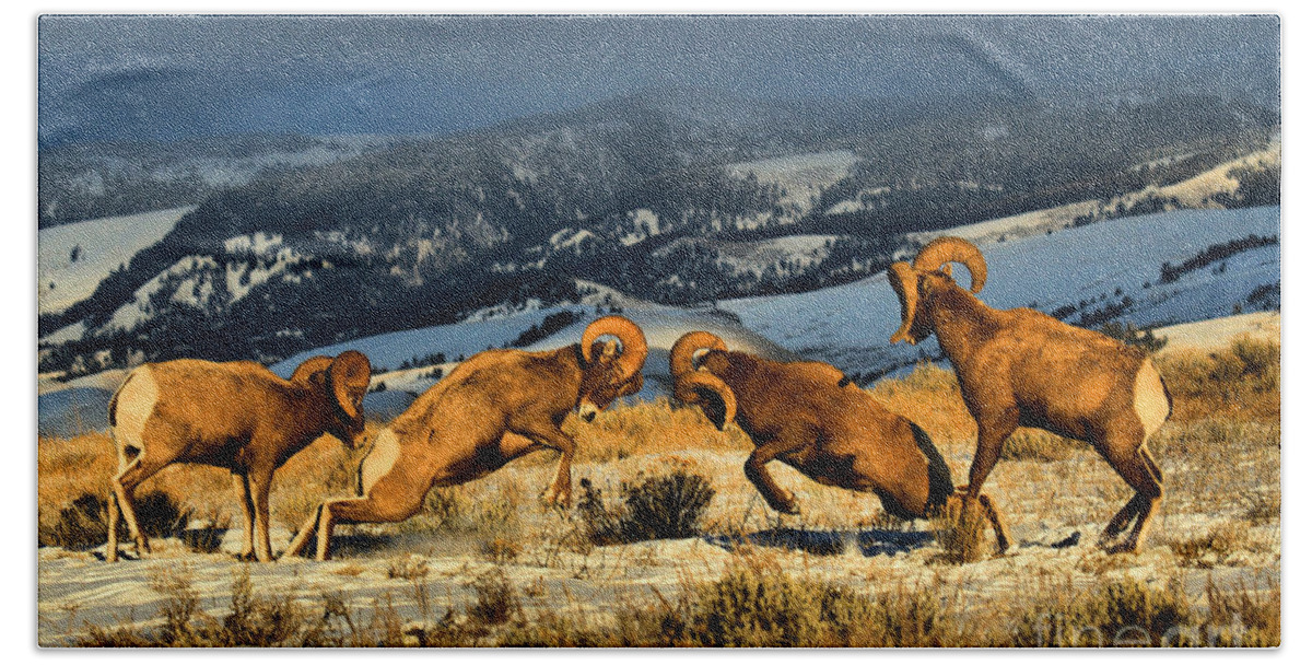 Bighorns Hand Towel featuring the photograph Wyoming Bighorn Brawl by Adam Jewell