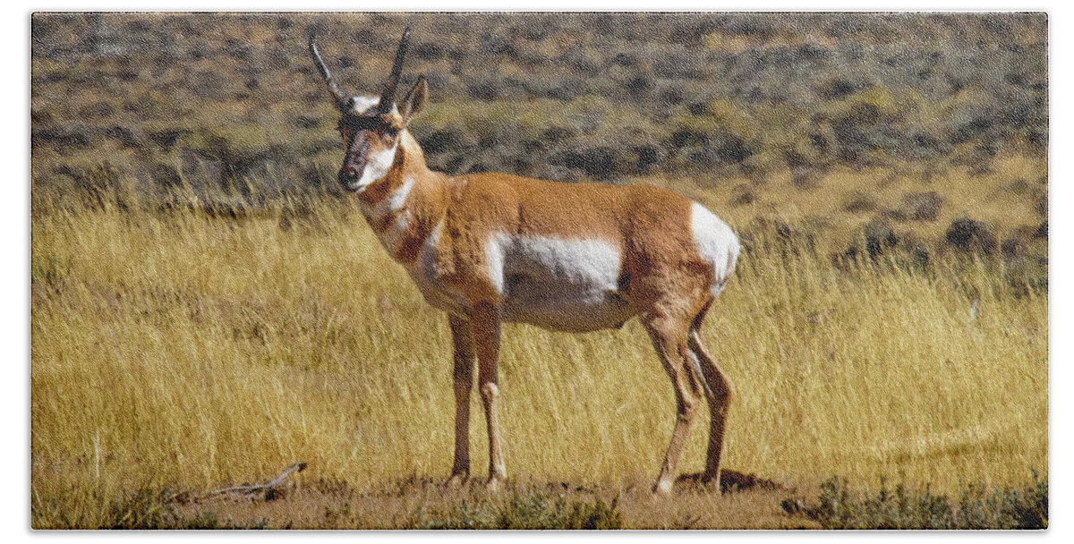 Wyoming Bath Towel featuring the photograph Wyoming Pronghorn Buck by Ronald Lutz