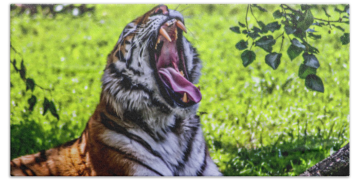 Bengal Tiger Bath Towel featuring the photograph Yawning Tiger by Joann Copeland-Paul