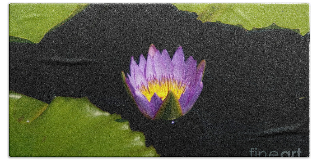 Yellow Bath Towel featuring the photograph Yellow and Purple Lotus Waterlily and Lily Pads by Jackie Irwin