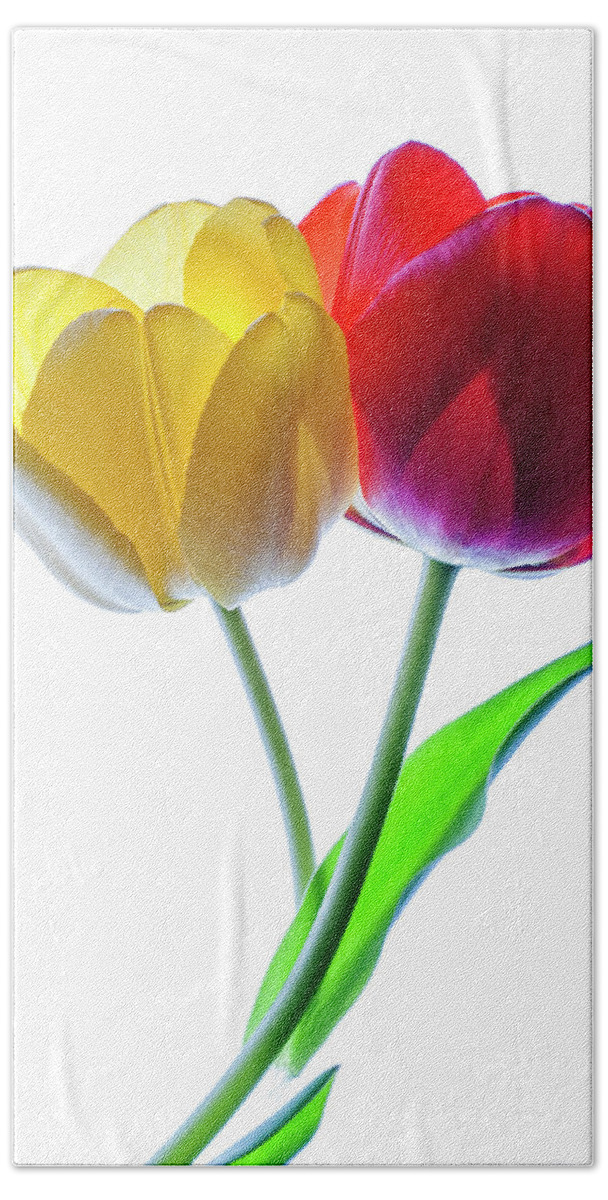Yellow And Red Tulips Hand Towel featuring the photograph Yellow and Red tulips on white by Vishwanath Bhat