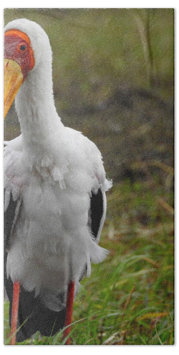 Stork Bath Towel featuring the photograph Yellow-billed Stork by Betty-Anne McDonald